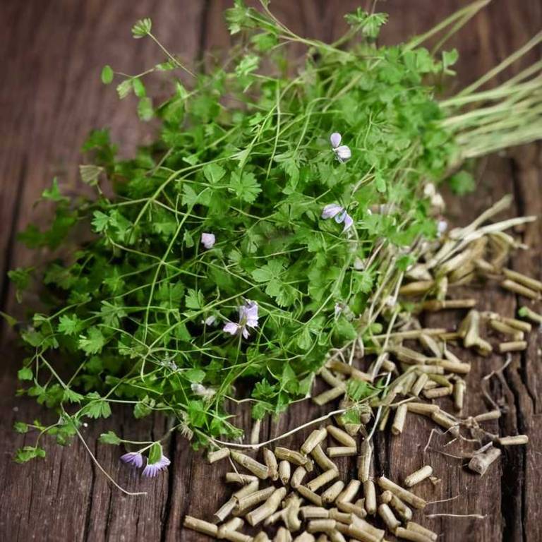 thalictrum dioicum