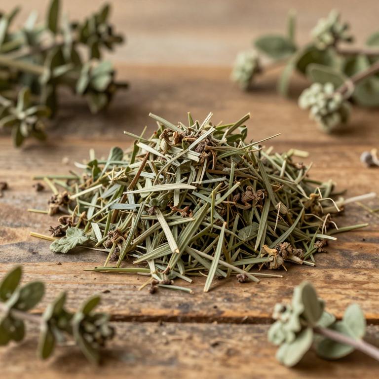 Thymus camphoratus