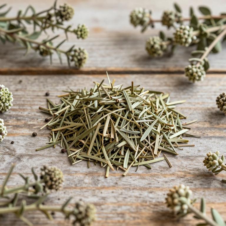 Thymus tosevii