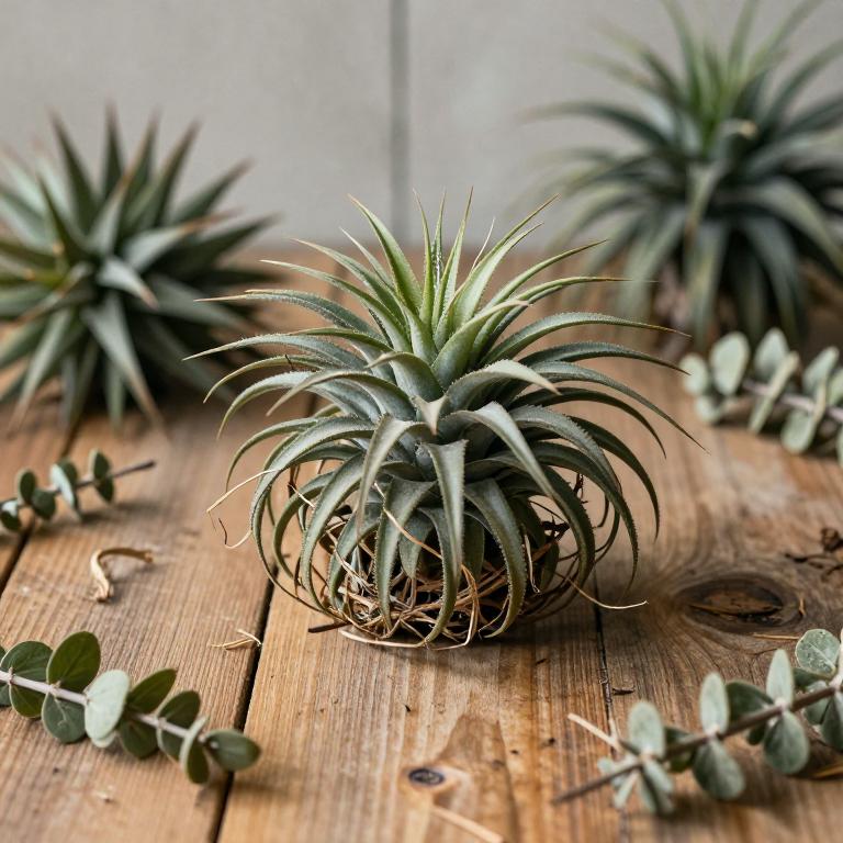 Tillandsia fasciculata