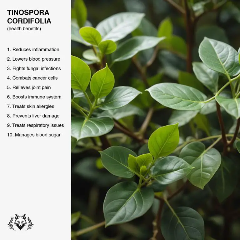 benefits of Tinospora cordifolia