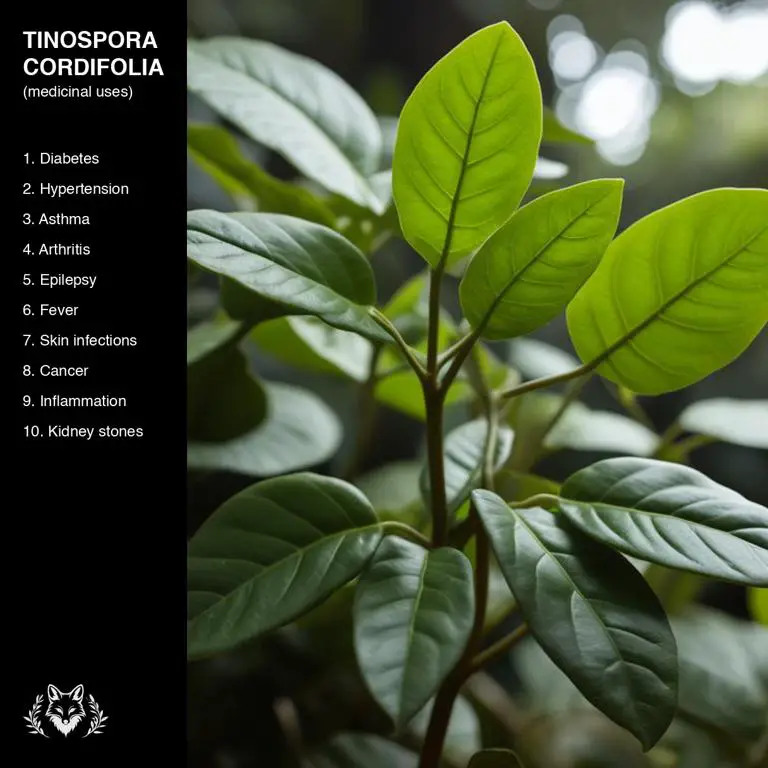 uses of Tinospora cordifolia