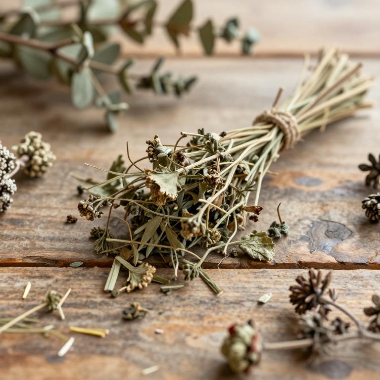 Trachymene