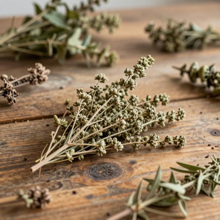 Tzvelevopyrethrum walteri