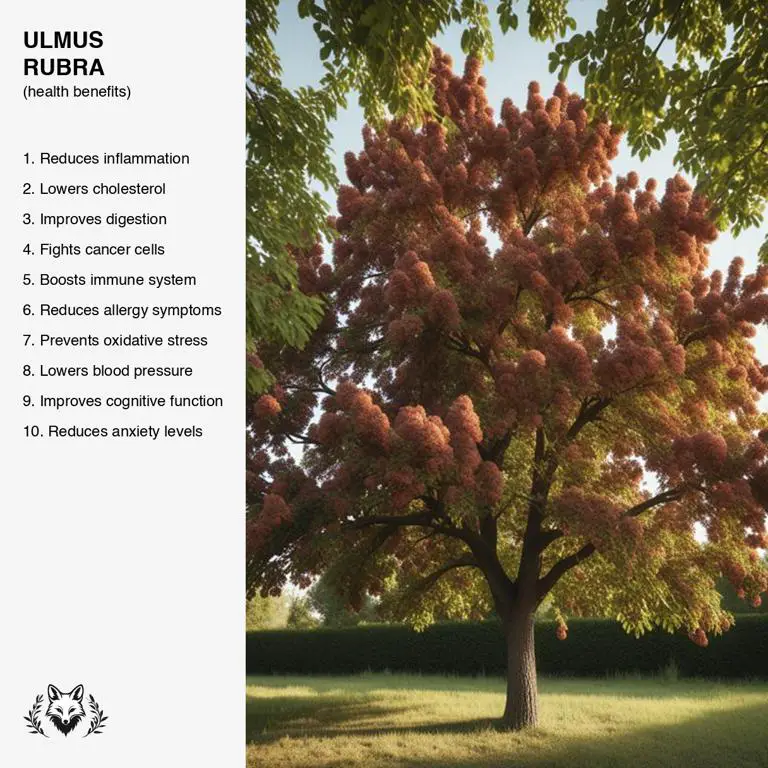 benefits of Ulmus rubra