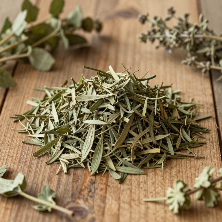 Urtica circularis
