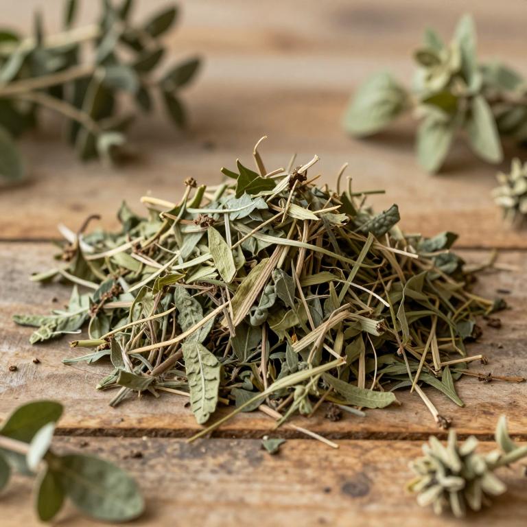 Urtica massaica