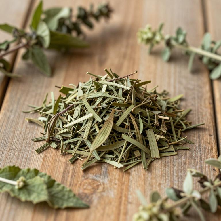Urtica urens
