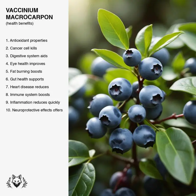 benefits of Vaccinium macrocarpon