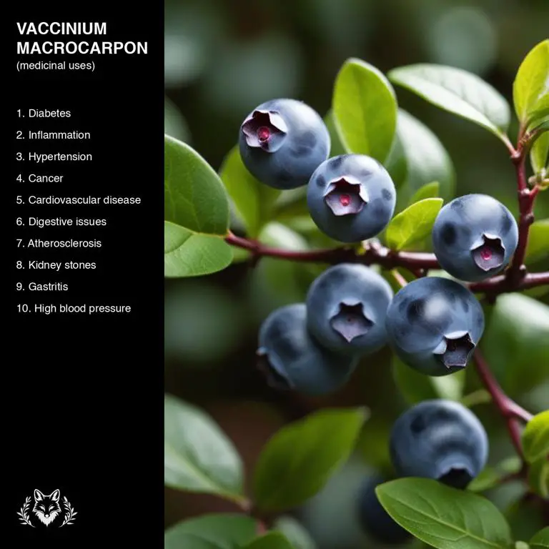 uses of Vaccinium macrocarpon