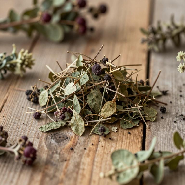 Vaccinium padifolium
