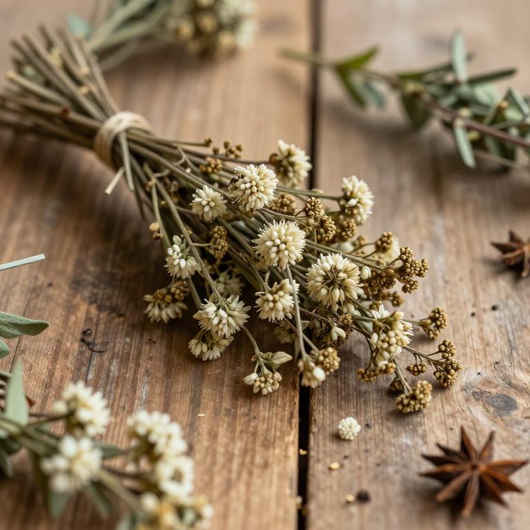 Valeriana effusa