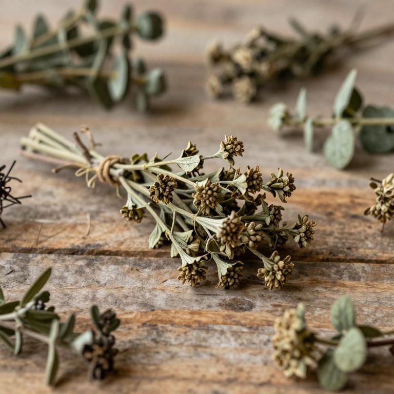 Valeriana excelsa subsp. sambucifolia