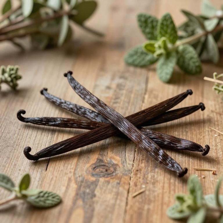 Vanilla chamissonis
