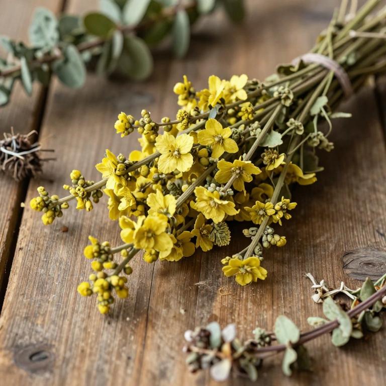 Verbascum calvum