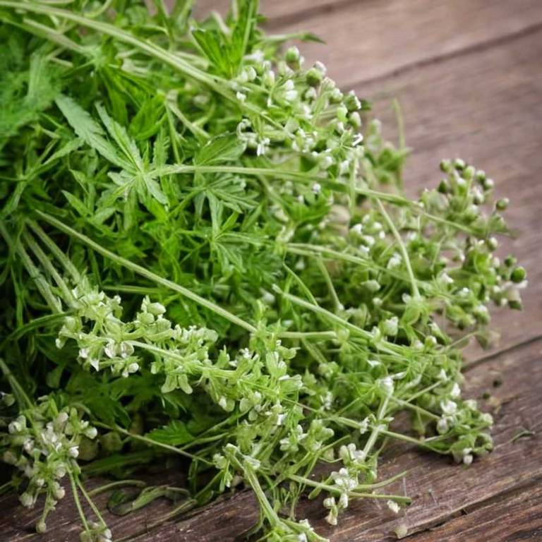 verbena hastata