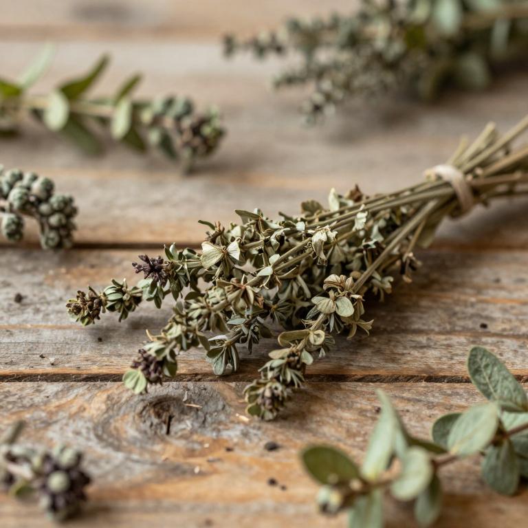 Vicia abbreviata