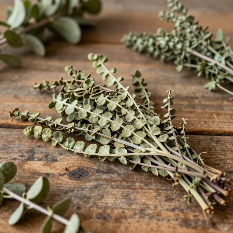 Vicia lens