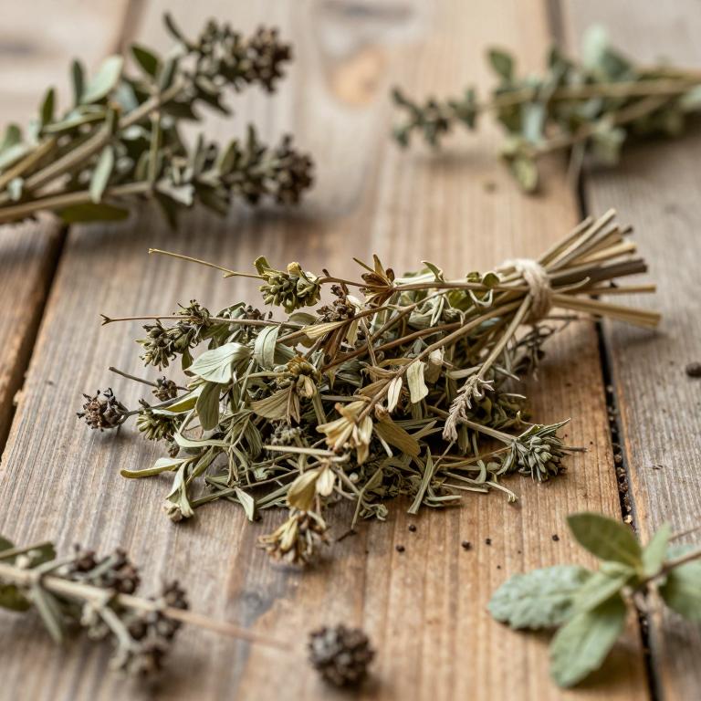 Visnaga daucoides
