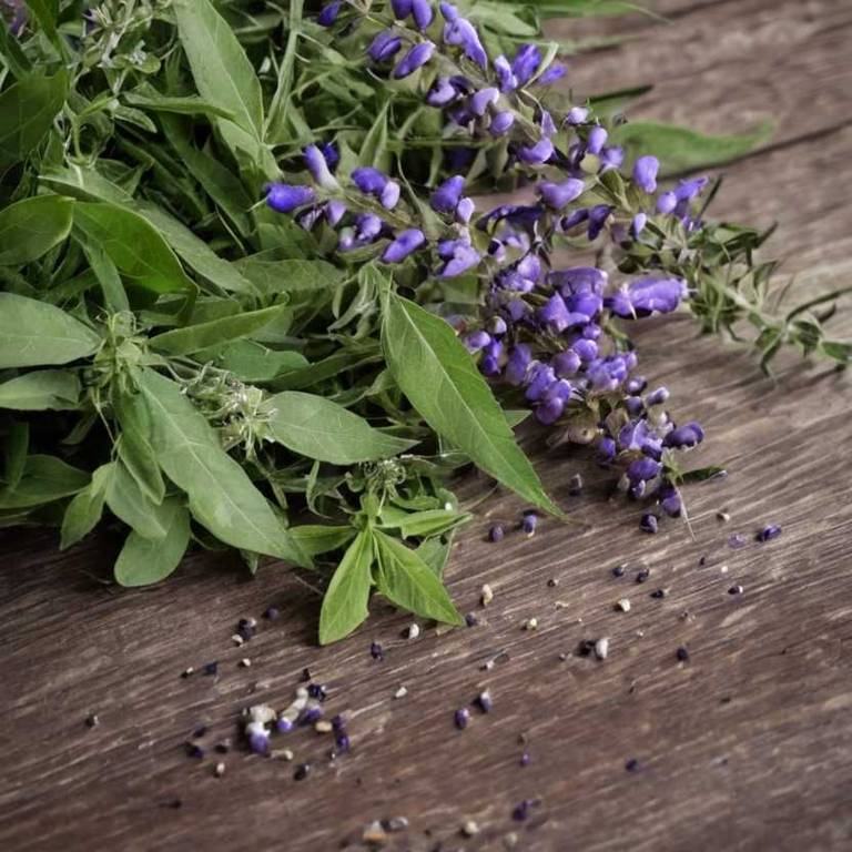 vitex negundo