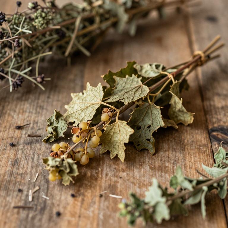 Vitis labrusca