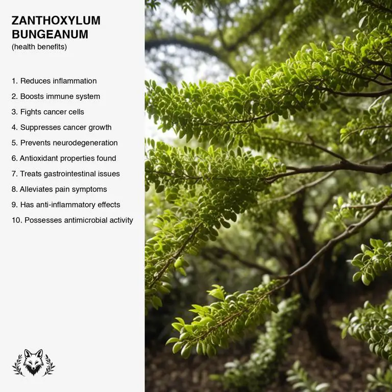 benefits of Zanthoxylum bungeanum