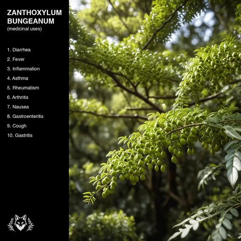 uses of Zanthoxylum bungeanum