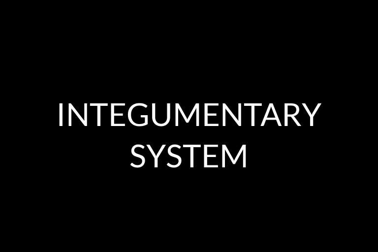 integumentary system