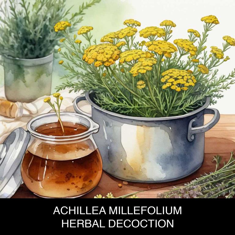 achillea millefolium herbal decoctions for red-eyes