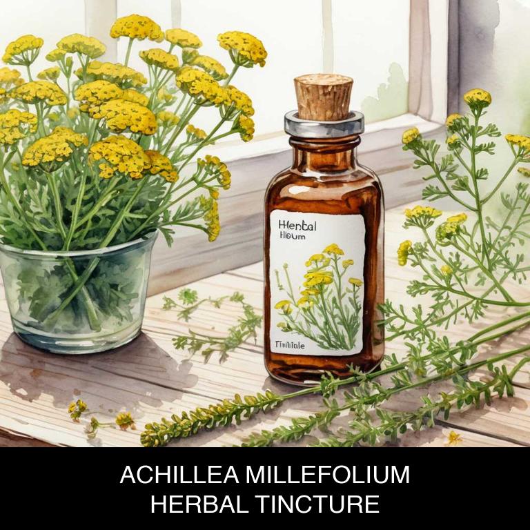 achillea millefolium herbal tinctures for laryngitis