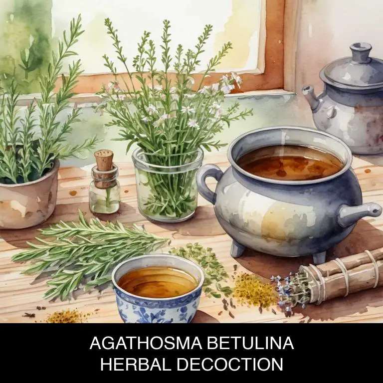 agathosma betulina herbal decoctions for hematuria