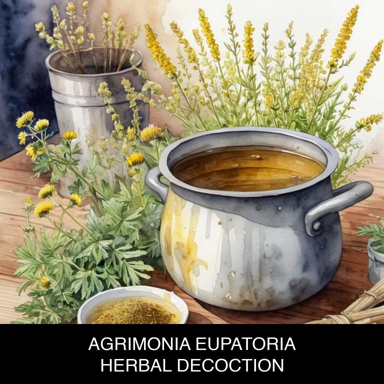 agrimonia eupatoria herbal decoctions for amenorrhea