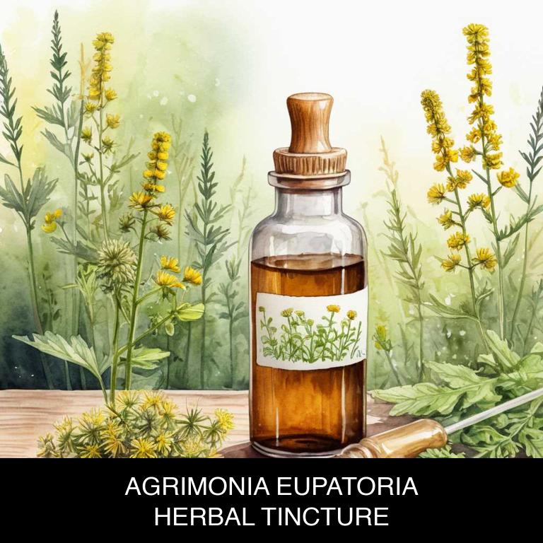 agrimonia eupatoria herbal tinctures for uterine-fibroids