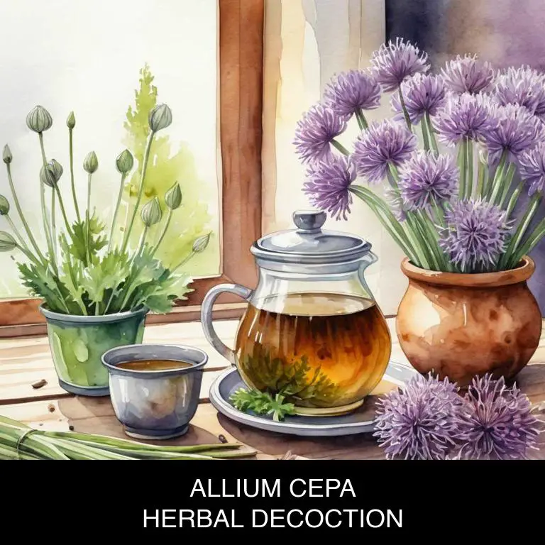 allium cepa herbal decoctions for open-wounds