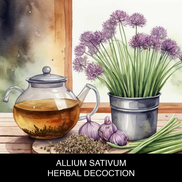 allium sativum herbal decoctions for arteriosclerosis