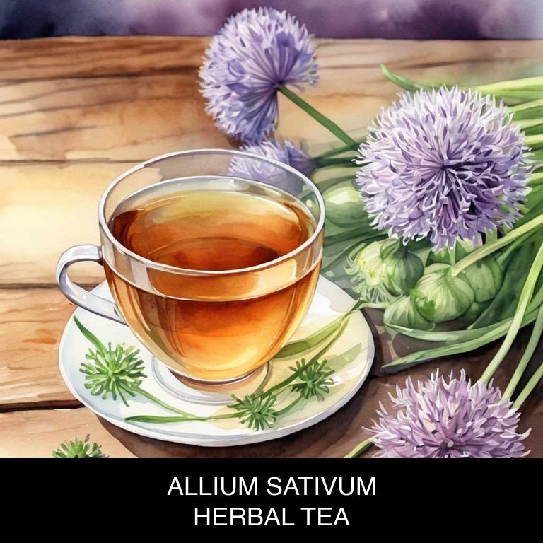 allium sativum herbal teas for allergies