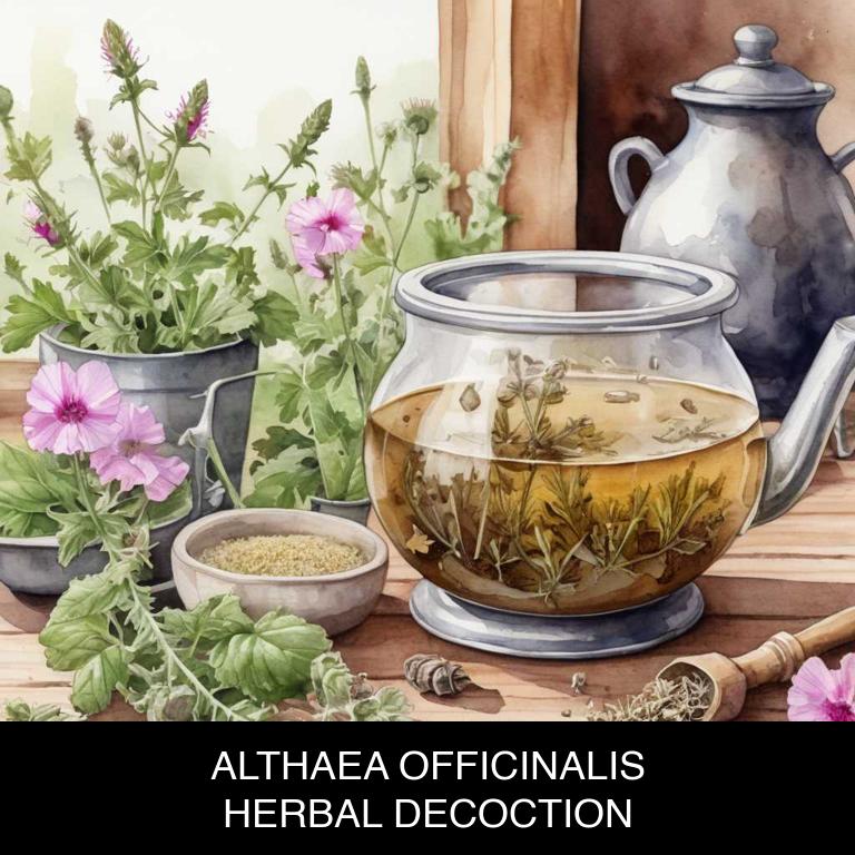 althaea officinalis herbal decoctions for throat-redness