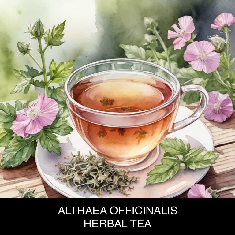 althaea officinalis herbal teas for throat-redness