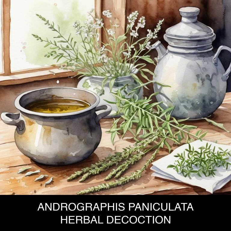 andrographis paniculata herbal decoctions for colds