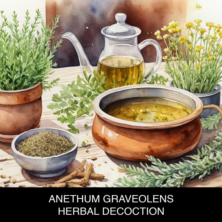 anethum graveolens herbal decoctions for flatulence