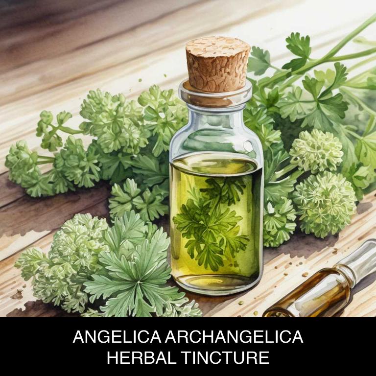 angelica archangelica herbal tinctures for nerve-pain