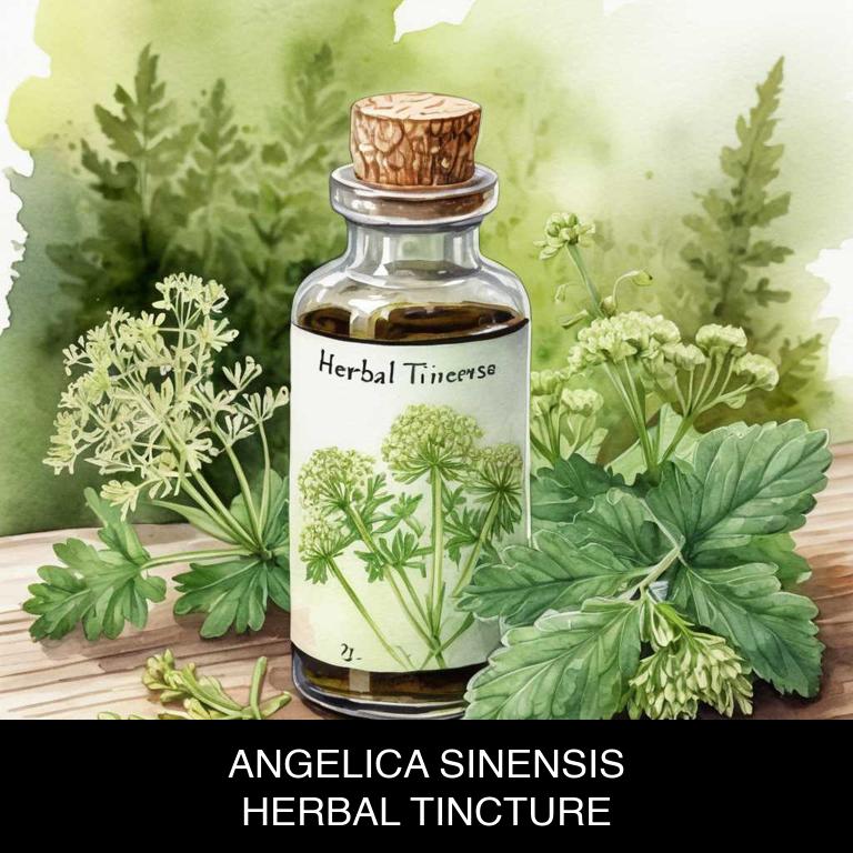 angelica sinensis herbal tinctures for nausea