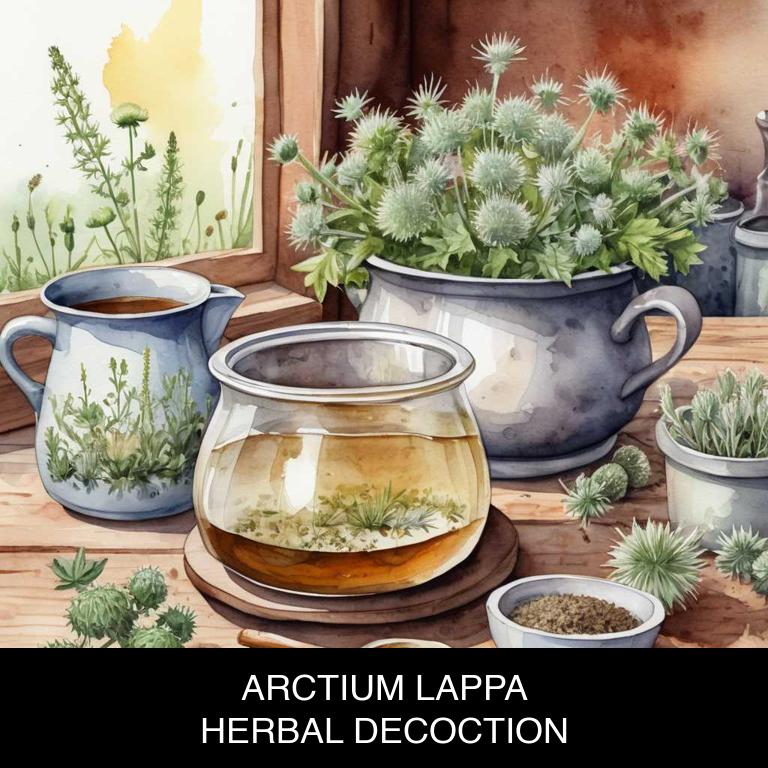 arctium lappa herbal decoctions for dry-skin