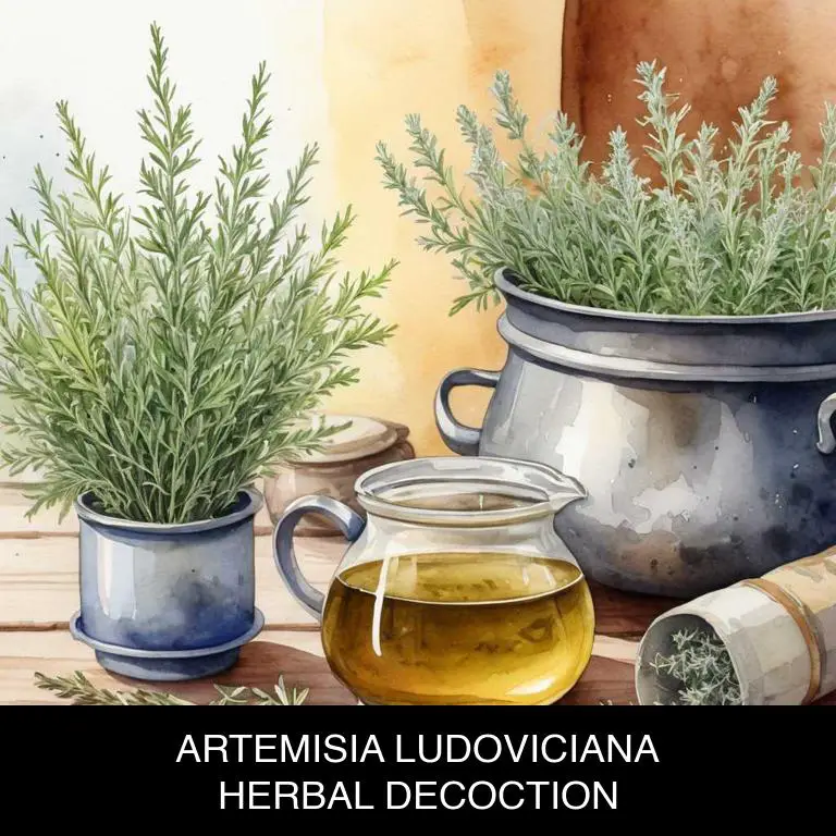 artemisia ludoviciana herbal decoctions for cavities