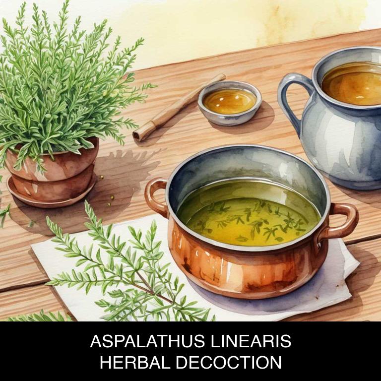 aspalathus linearis herbal decoctions for low-sperm-count