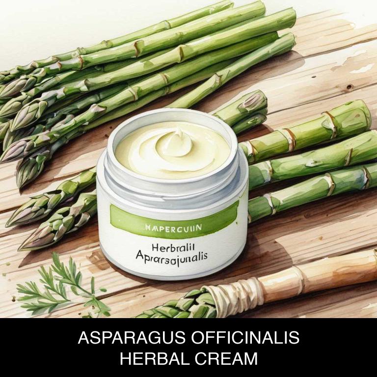 asparagus officinalis herbal creams for erectile-disfunction