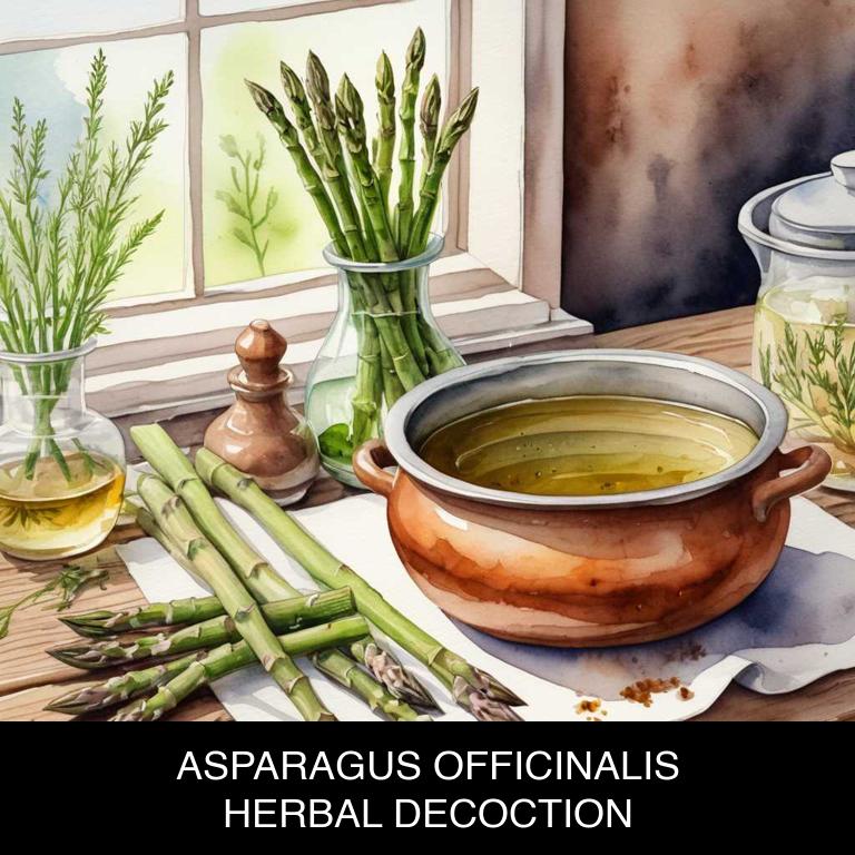 asparagus officinalis herbal decoctions for asthma