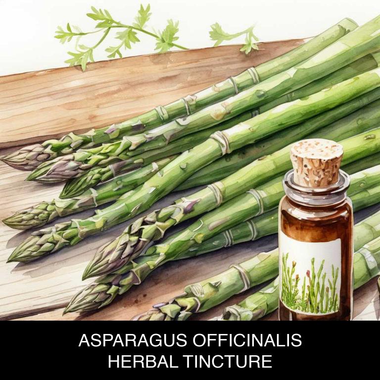 asparagus officinalis herbal tinctures for asthma