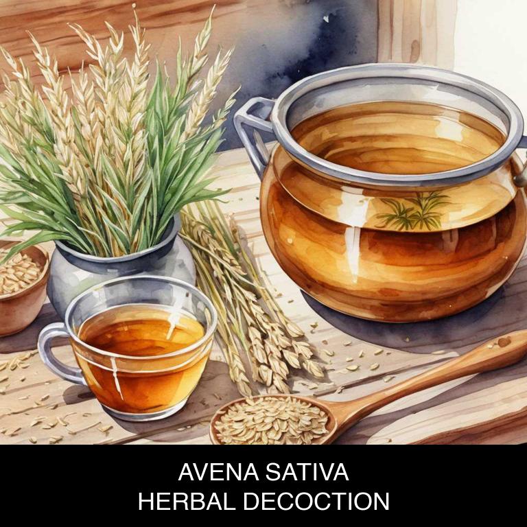 avena sativa herbal decoctions for anxiety