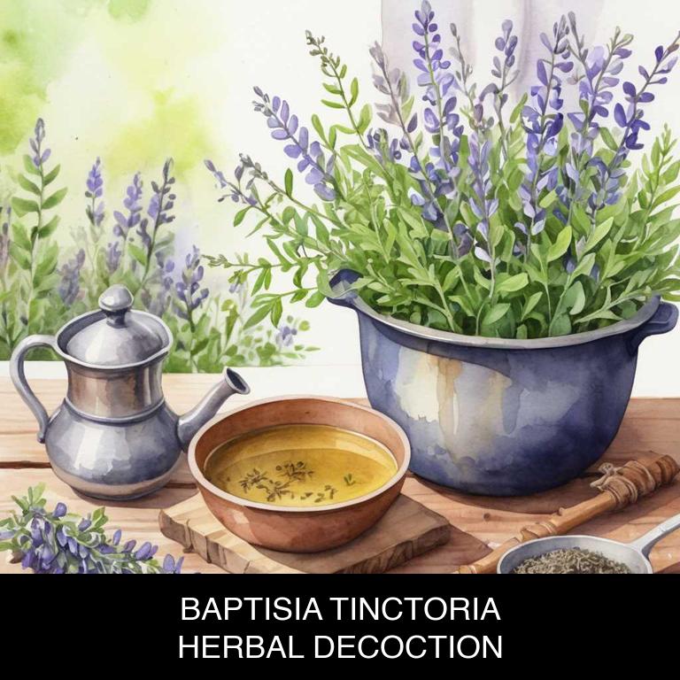 baptisia tinctoria herbal decoctions for dermatitis